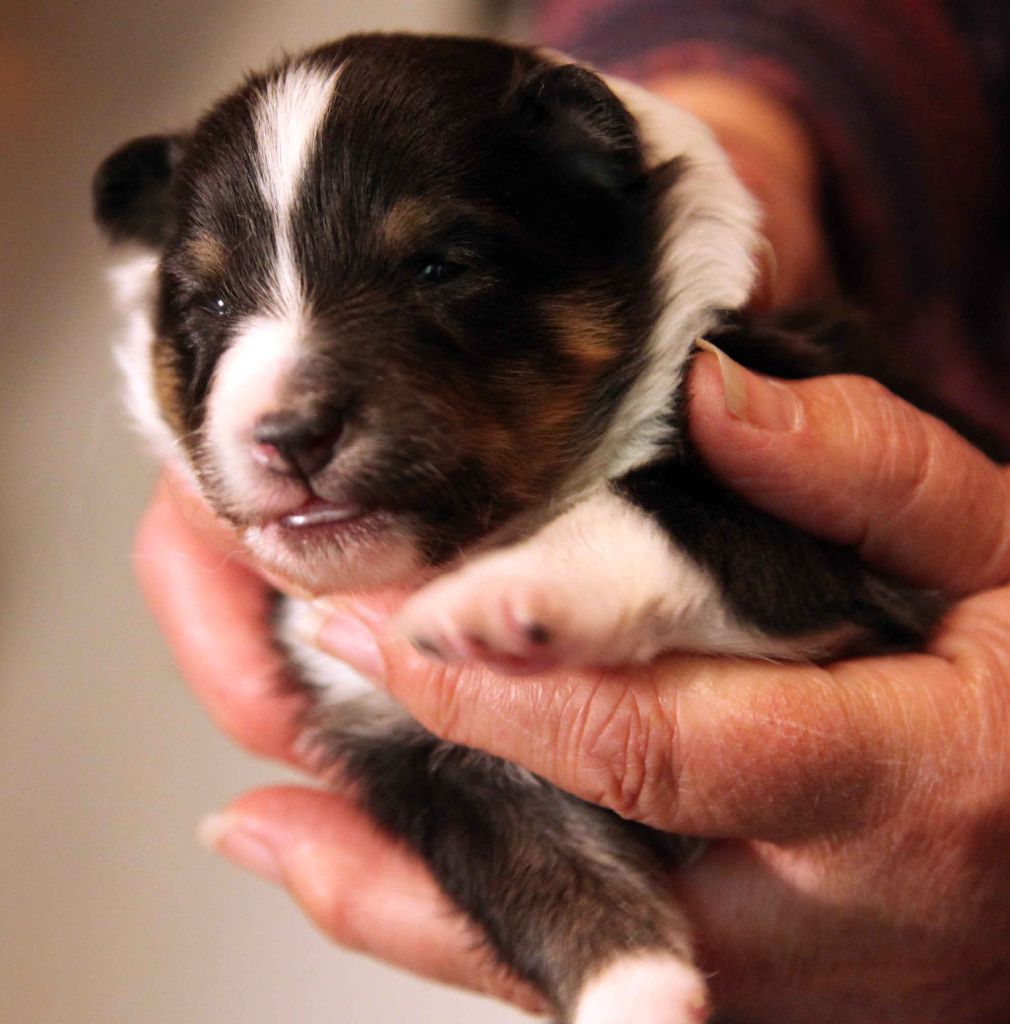 Du puits saint loup - des photos individuelles de tous les babys