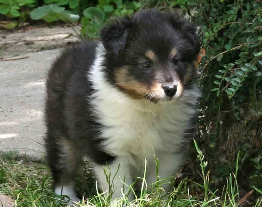 Du puits saint loup - Shetland Sheepdog - Portée née le 06/06/2017