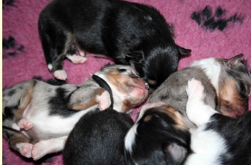 Du puits saint loup - Shetland Sheepdog - Portée née le 24/03/2015