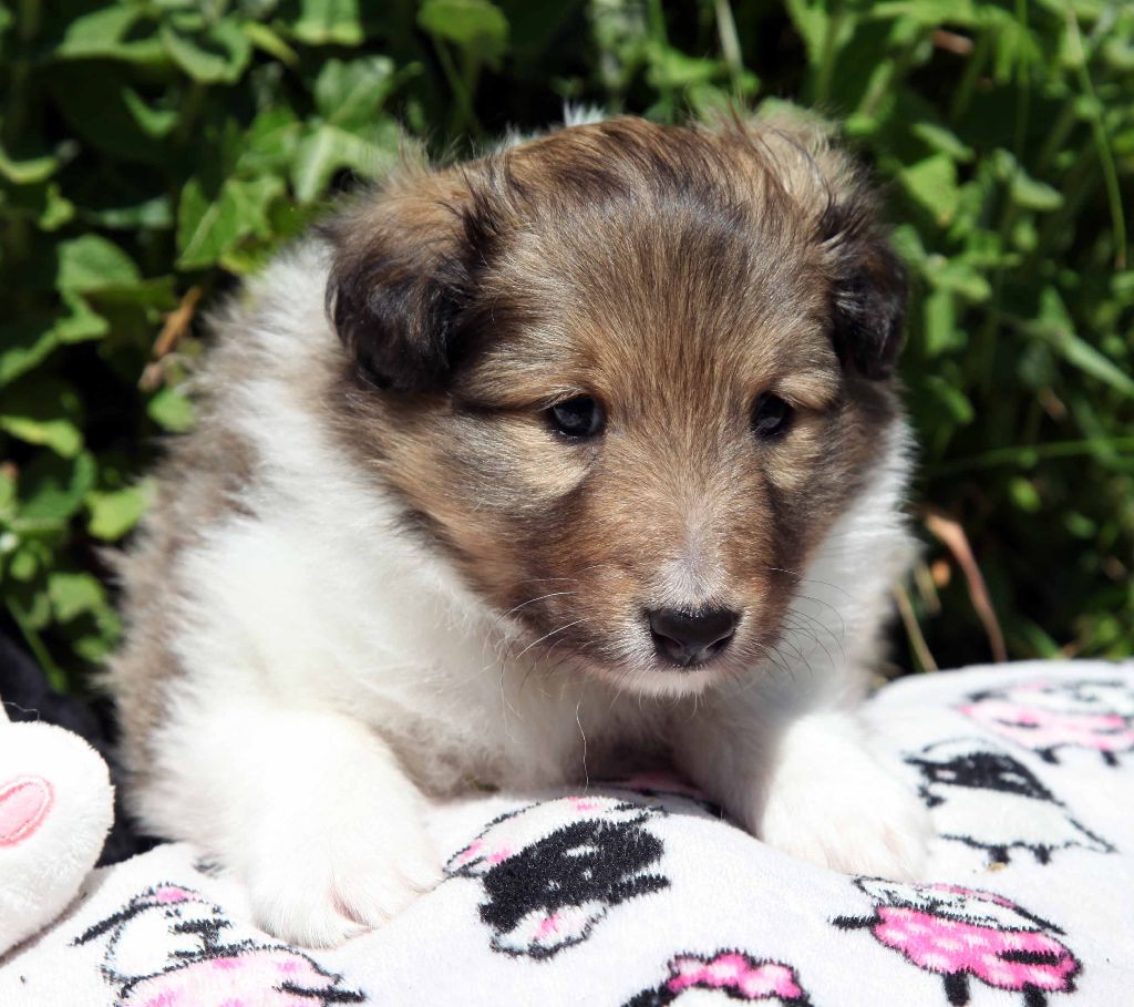 Du puits saint loup - Shetland Sheepdog - Portée née le 14/04/2020