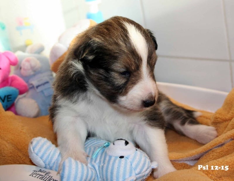 Du puits saint loup - Shetland Sheepdog - Portée née le 12/11/2015