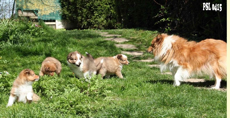 Du puits saint loup - Shetland Sheepdog - Portée née le 23/02/2015