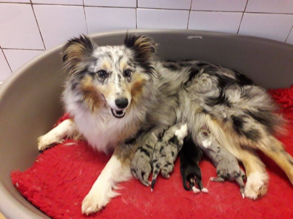 Du puits saint loup - Shetland Sheepdog - Portée née le 21/04/2019