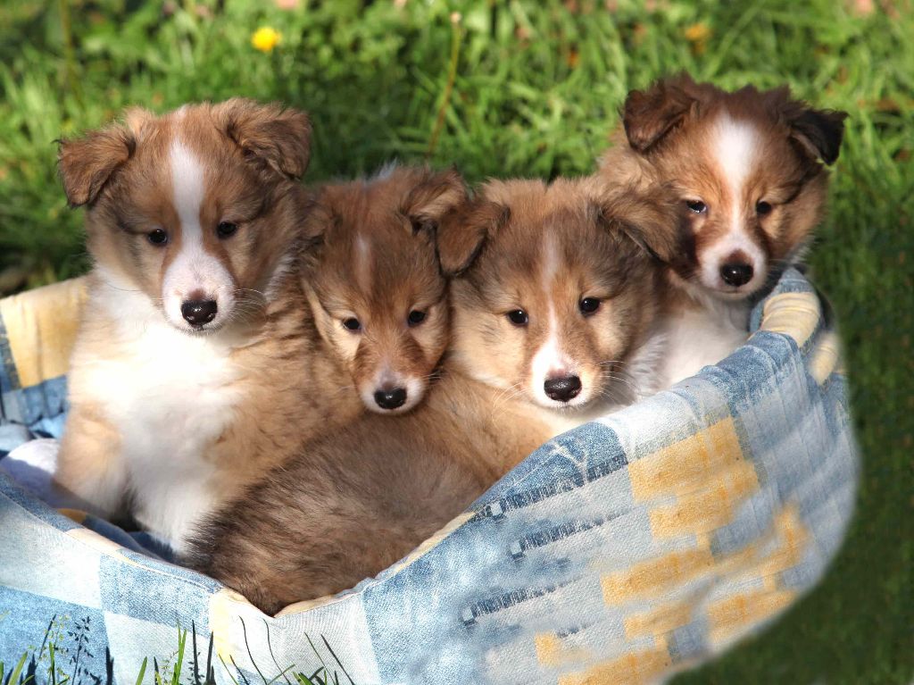 Du puits saint loup - Shetland Sheepdog - Portée née le 03/10/2017