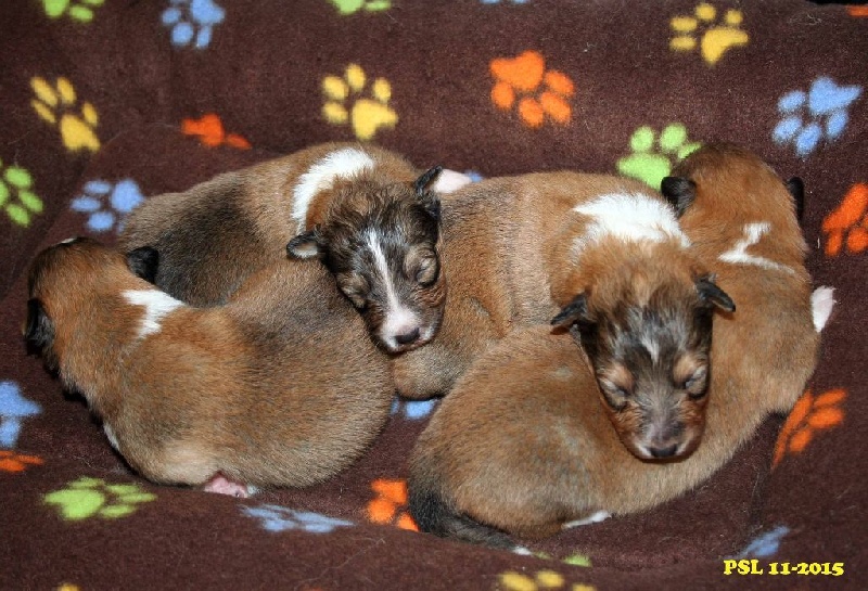 Du puits saint loup - Shetland Sheepdog - Portée née le 08/11/2015