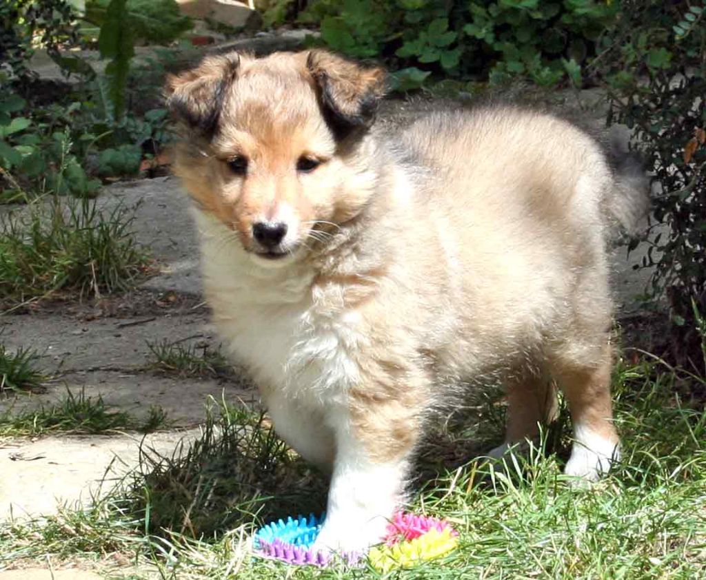 Du puits saint loup - Shetland Sheepdog - Portée née le 20/05/2017