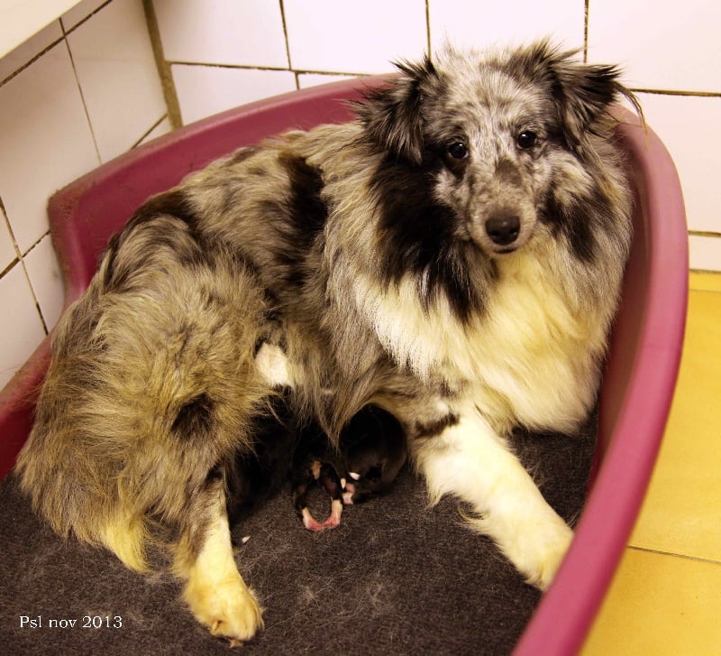 Du puits saint loup - Shetland Sheepdog - Portée née le 12/11/2013