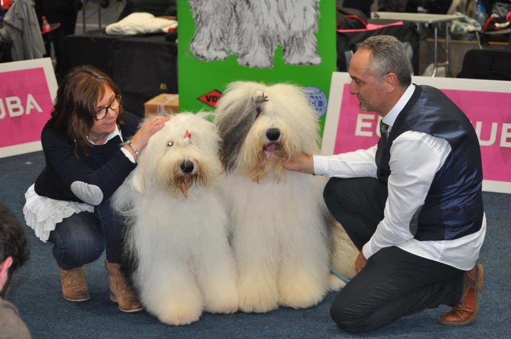 OF REALITY DREAM - 11 NOVEMBRE : WORLD DOG SHOW