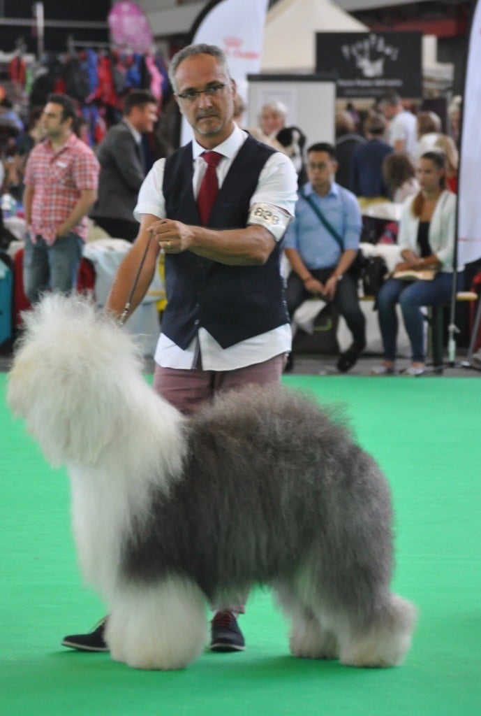 OF REALITY DREAM - 10 Août : World Dog Show Amsterdam