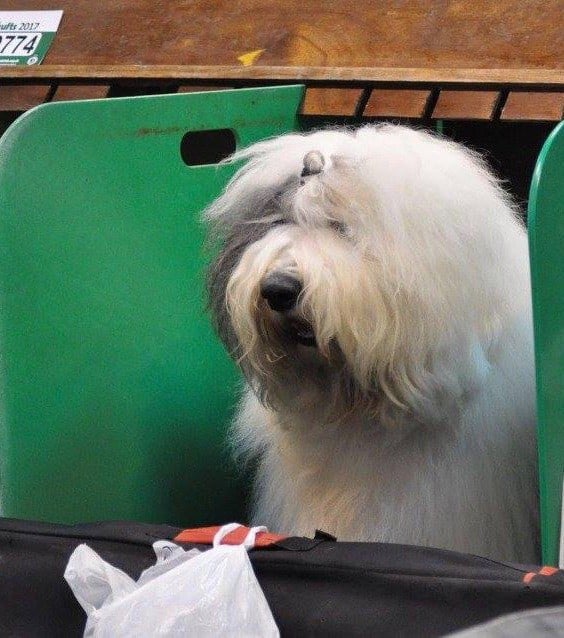 OF REALITY DREAM - 12 Mars 2017 : CRUFTS 