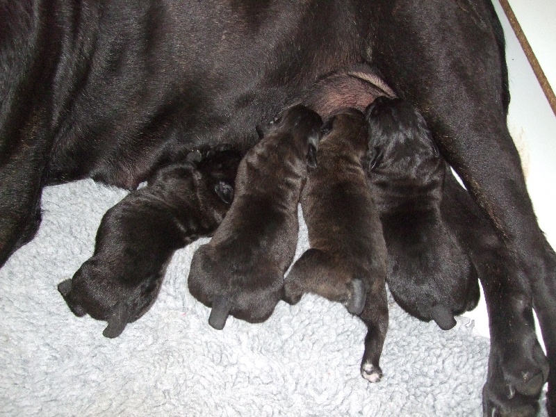 Chiot Cane Corso de la Dynastie des Sages