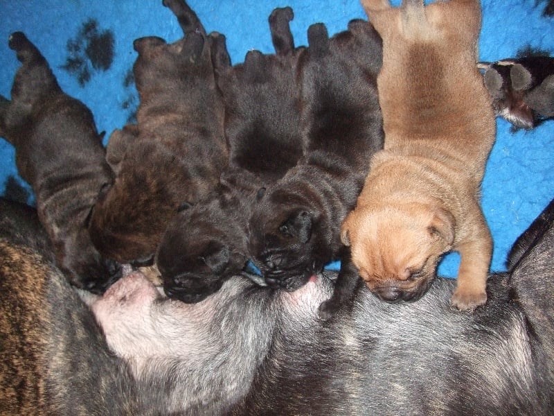 Chiot Cane Corso de la Dynastie des Sages