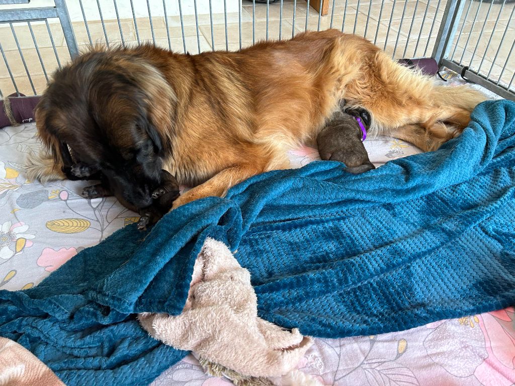 Chiot Leonberger des Lavandières de Beutêt