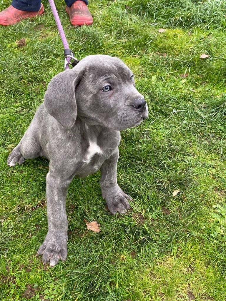 d'Alassea Seregone - Cane Corso - Portée née le 02/10/2019