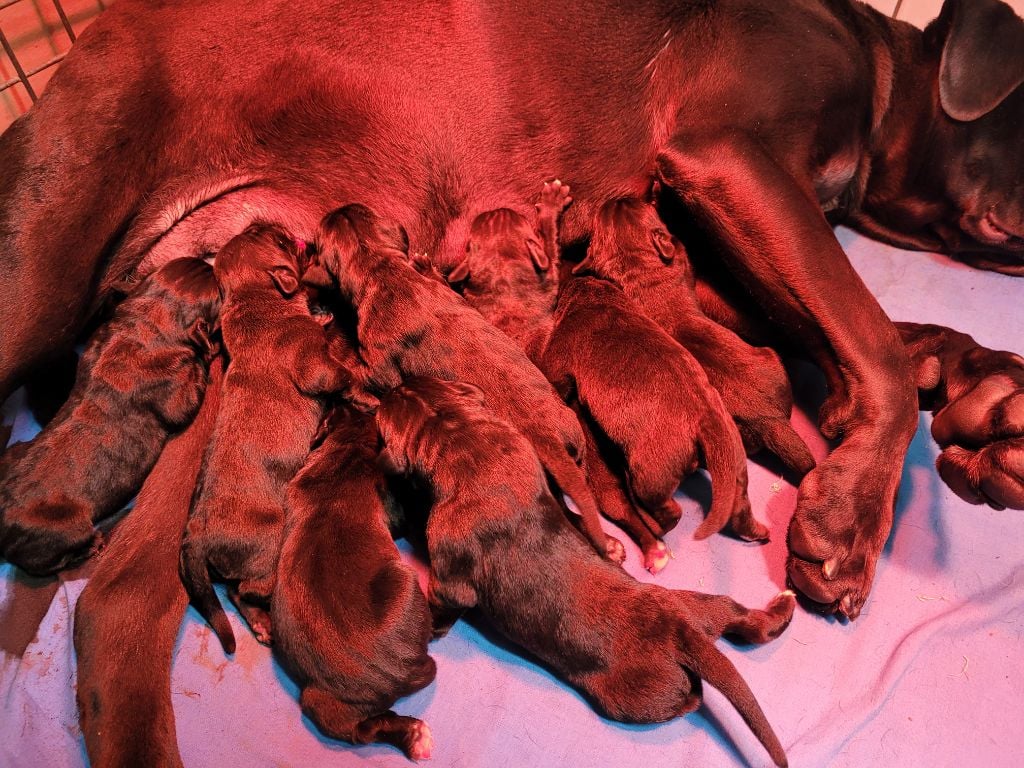 Chiot Cane Corso d'Alassea Seregone