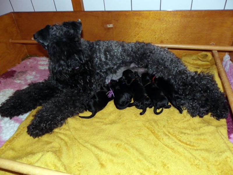 Des Cottages de la Loire - Naissance des chiots de Naëlle