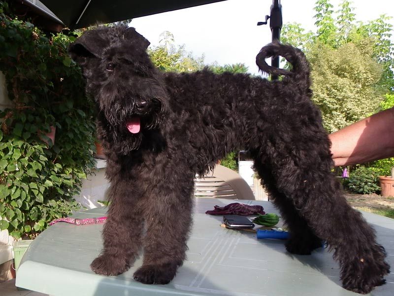 Kerry Blue Terrier femelle disponible