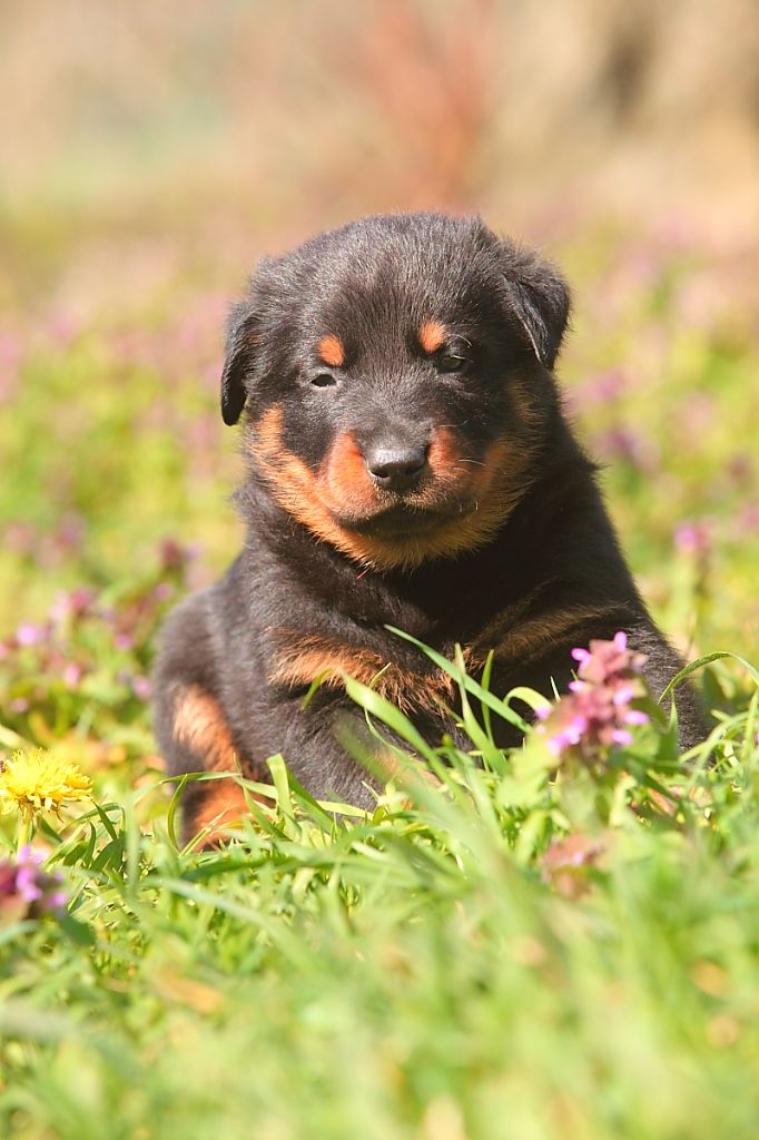 de La Haie d'Ipson - Chiots disponibles - Berger de Beauce