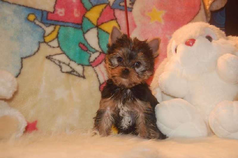 Valestory's - Yorkshire Terrier - Portée née le 18/01/2012