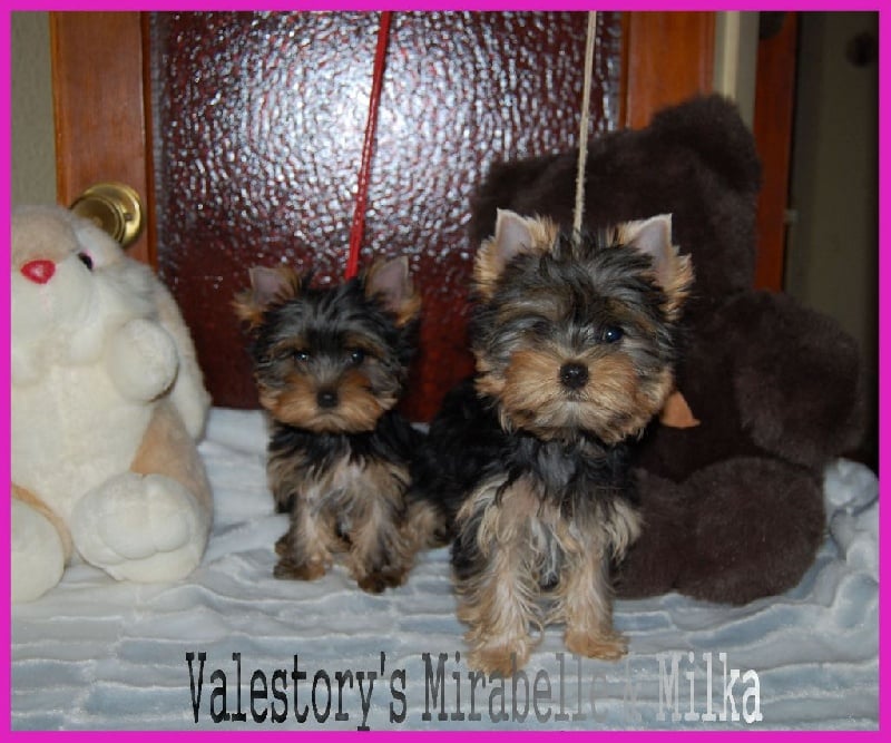 Valestory's - Yorkshire Terrier - Portée née le 20/03/2016