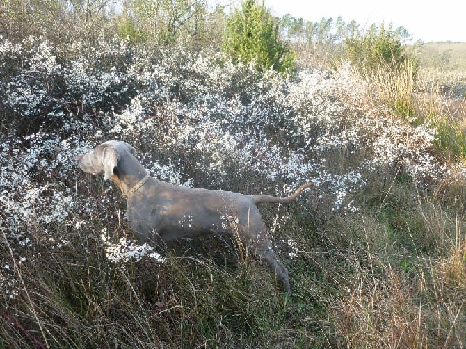 d'ou pais dei faventia loca - Premier Classement pour Iquem en Field Trials d'automne