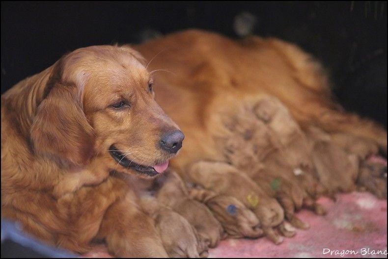 Chiot Golden Retriever de la Vallée du Dragon Blanc