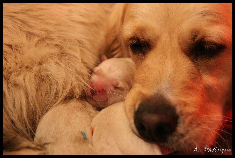 de la Vallée du Dragon Blanc - Golden Retriever - Portée née le 06/05/2013