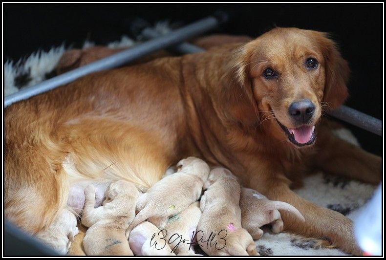 de la Vallée du Dragon Blanc - Golden Retriever - Portée née le 17/11/2022