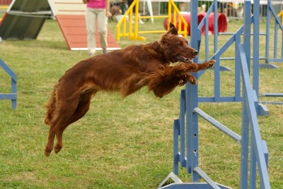 De la cour saint florent - Concours d'agility