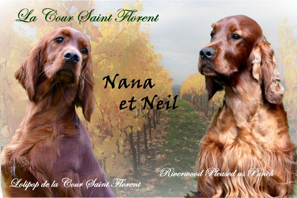 De la cour saint florent - 12.02.2021 - naissance des chiots de Nana