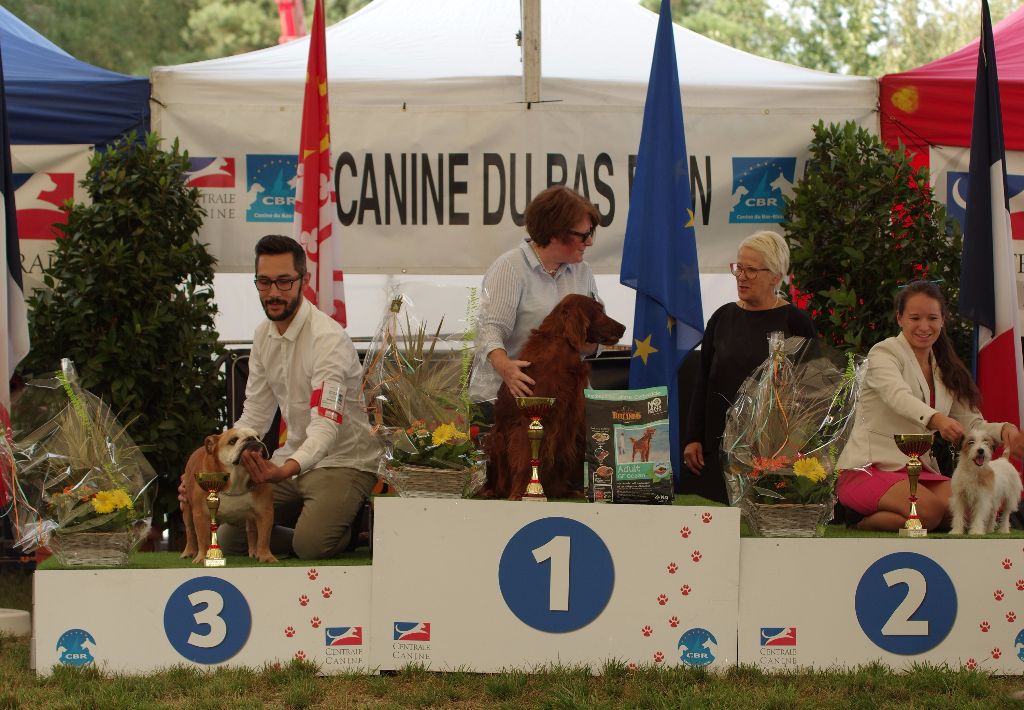 De la cour saint florent - Cotton Candy Best in Show de Strasbourg