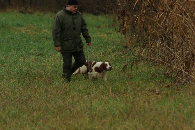 De la cour saint florent - Field trial en Alsace