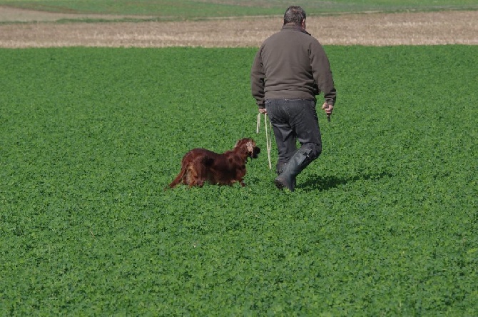 De la cour saint florent - Field-trial de Kogenheim - le 14.11.2015