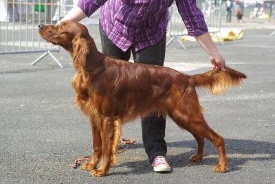 De la cour saint florent - expo canine d'Amiens