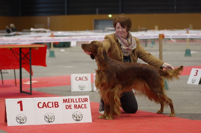 De la cour saint florent - 06.11.2016 - CACIB de Metz