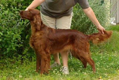 De la cour saint florent - des chiots dans un mois