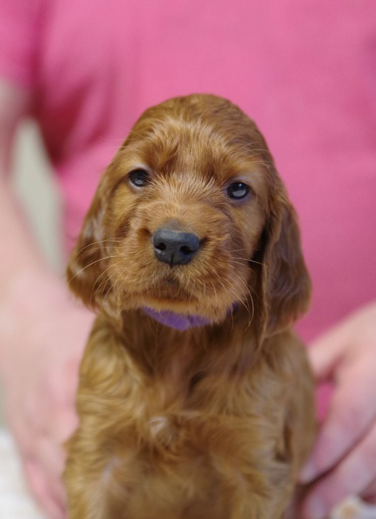 De la cour saint florent - Chiots disponibles - Setter irlandais rouge