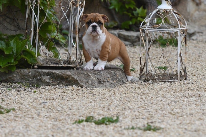 Di Vendra Nera - Chiots disponibles - Bulldog Anglais