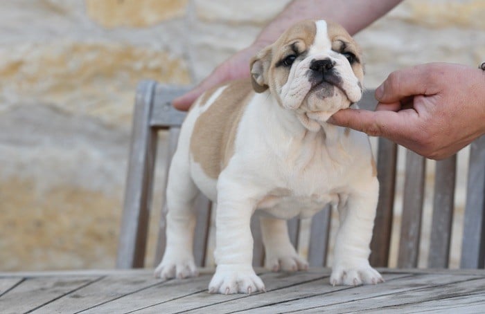 Di Vendra Nera - Chiots disponibles - Bulldog Anglais