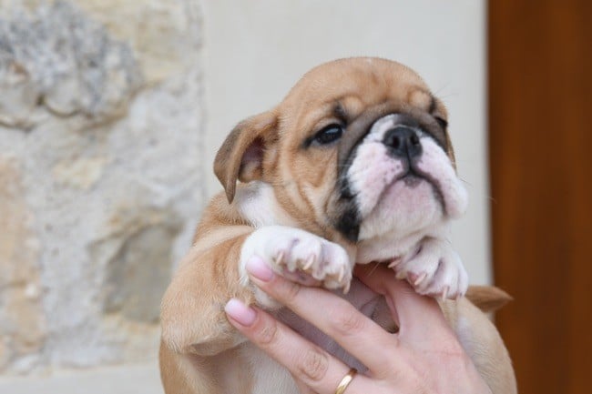 Di Vendra Nera - Chiots disponibles - Bulldog Anglais