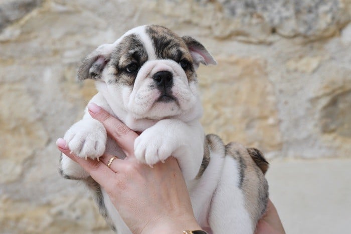 Chiot Bulldog Anglais Di Vendra Nera