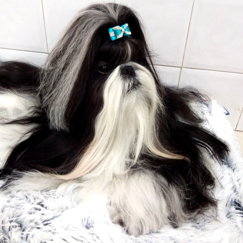 De l'encre de chine - MOI, LE SHIH TZU JE L' AIME COMME ÇA !