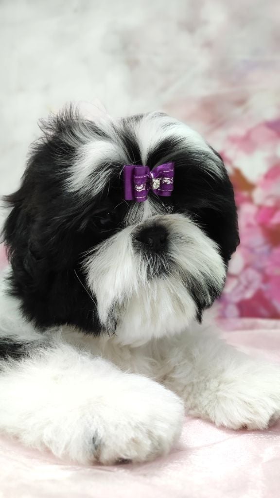 De l'encre de chine - Chiots disponibles - Shih Tzu