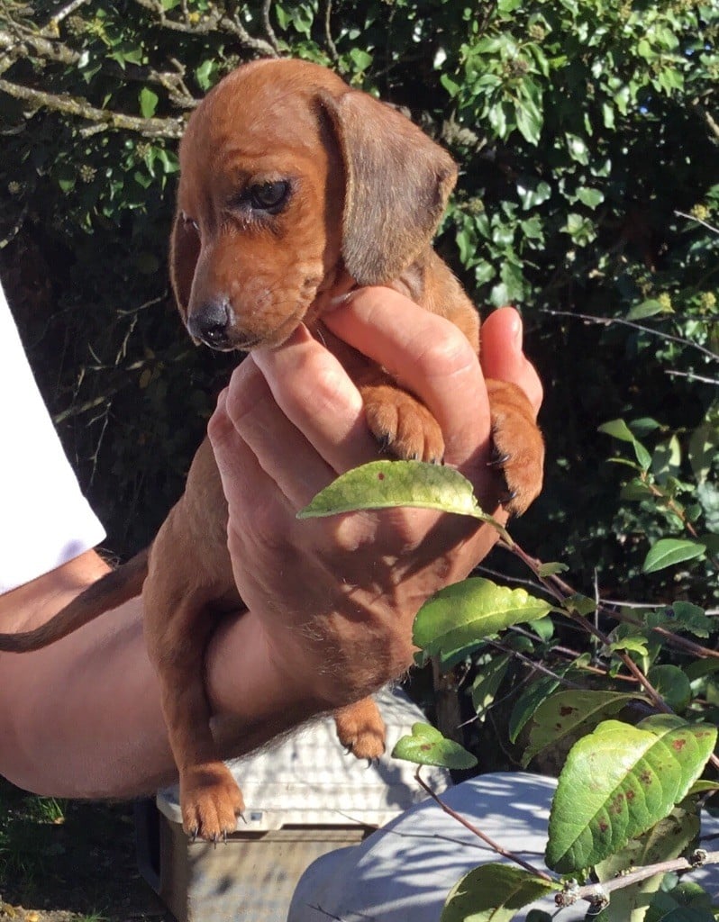 Chiot Teckel poil ras de cat'woman