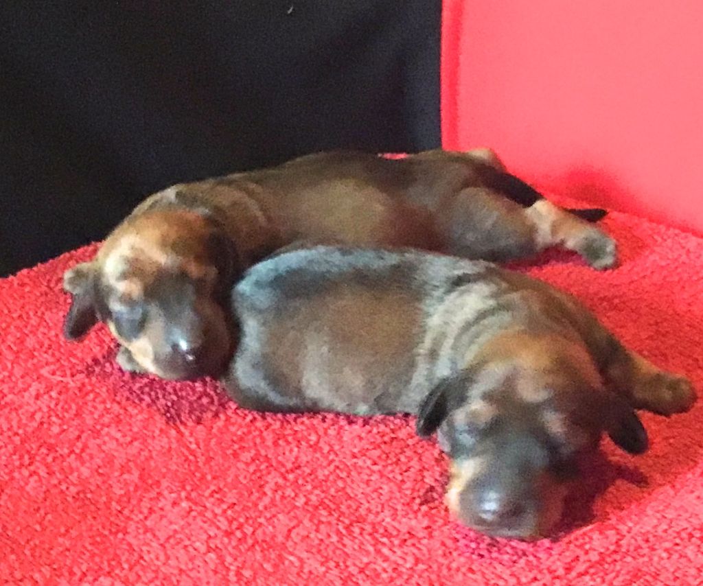 de cat'woman - Chiots disponibles - Teckel poil ras