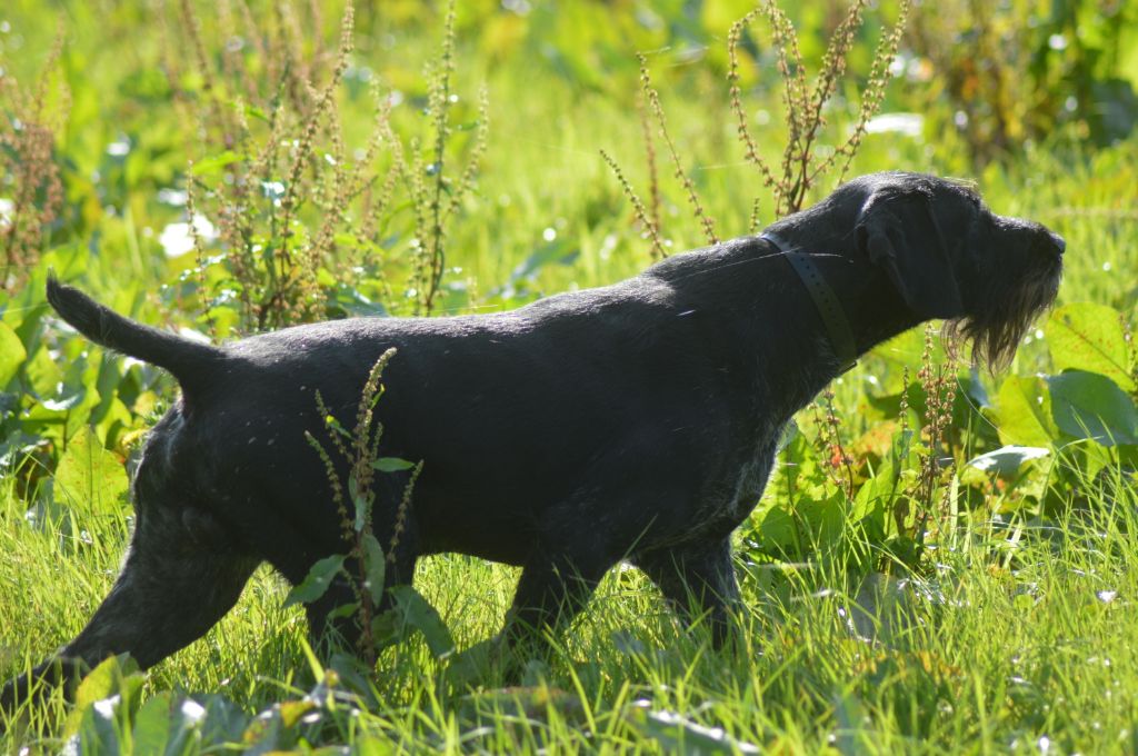 Vom hundegelaut - Troll préparation BICP