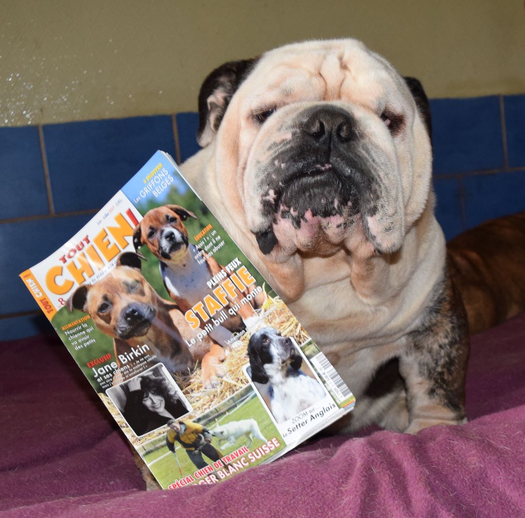 Magazine "Tout Chien" n° 8...