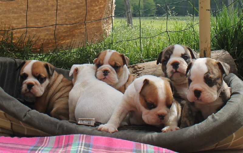 de La Tatumière - Bulldog Anglais - Portée née le 18/03/2014