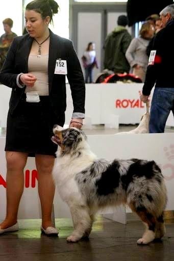 du glacier des pandas - CACIB Paris Dog Show et Perpignan