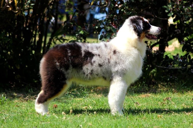 du glacier des pandas - Thunder Best In Show pour sa première sortie en puppy !